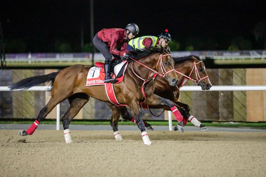 خيول النخبة تكمل تحضيراتها في مضمار ميدان قبل أمسية كأس دبي العالمي