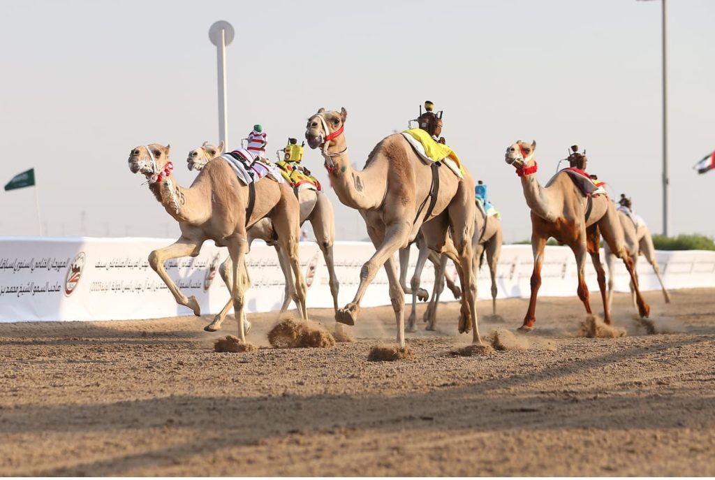 المهرجان الختامي السنوي لسباقات الهجن العربية الأصيلة ينطلق الاثنين في الوثبة