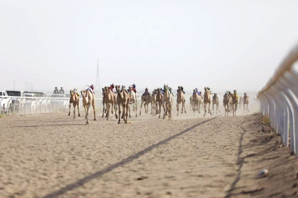 انطلاق منافسات سباق الهجن بميدان حائل