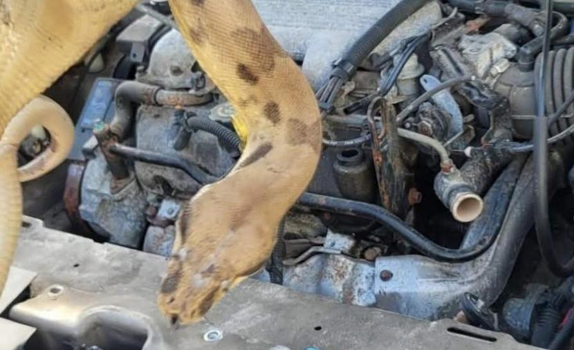 أفعى ضخمة تختبئ داخل محرك سيارة