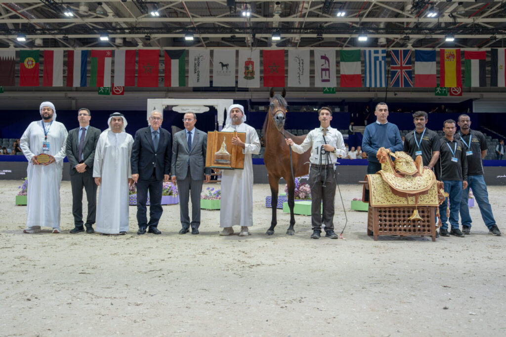 المرابط الإماراتية تحصد 12 لقباً في بطولة المغرب الدولية لجمال الخيل العربية